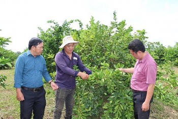 Chanh Việt "thoát hiểm" bài toán đầu ra nhờ chế biến sâu và liên kết khoa học – công nghệ