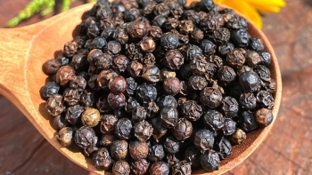 Giá tiêu hôm nay 20/11: Ổn định ở mức cao, kỳ vọng lớn vào nhu cầu xuất khẩu