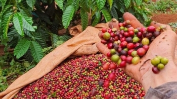 Giá cà phê 20/11: Sàn thế giới giảm sâu, thị trường trong nước vẫn neo cao