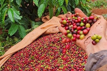 Giá cà phê 20/11: Sàn thế giới giảm sâu, thị trường trong nước vẫn neo cao