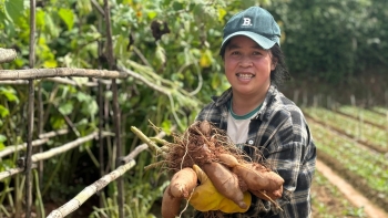 Hành trình 7 năm xây dựng thương hiệu khoai sâm Đà Lạt