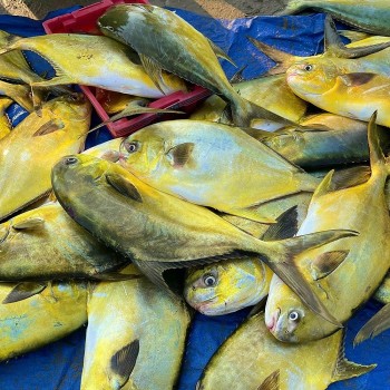 Loại cá đứng đầu "tứ quý ngư" bổ hơn cá hồi, giá 300.000 đồng vẫn đắt khách