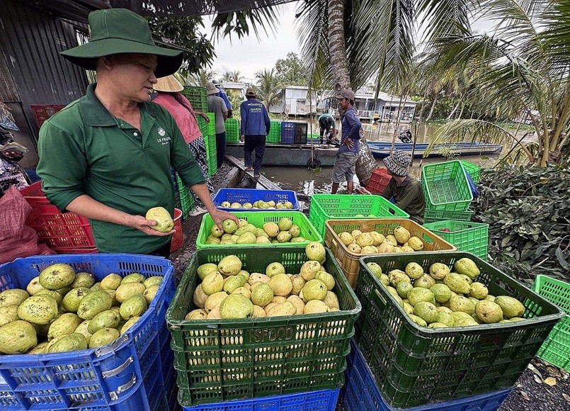 Ông Bé kiểm tra ổi đạt độ chín đủ chuẩn để bán cho công ty hay chưa, nếu chưa đủ sẽ để lại ủ. Ảnh: H.T