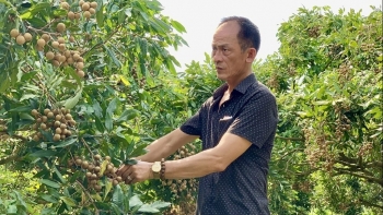 "Đòn bẩy" hợp tác xã nâng tầm thương hiệu nhãn lồng