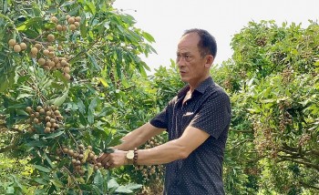 "Đòn bẩy" hợp tác xã nâng tầm thương hiệu nhãn lồng