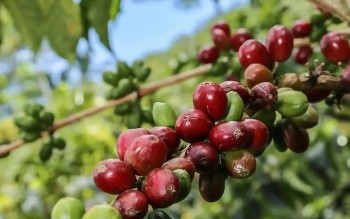 Dự báo giá cà phê tuần này: Yếu tố tiền tệ sẽ "làm chủ" thị trường, đà tăng đối diện nhiều thách thức