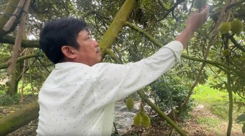 Từ đam mê "cây tỷ đô" đến thu nhập hàng tỷ: Hành trình của nông dân xứ cù lao