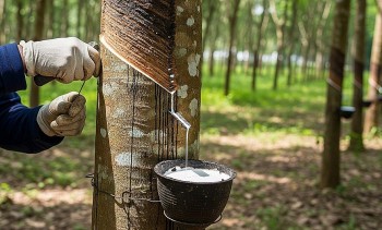 Xuất khẩu cao su lao dốc, doanh nghiệp lo thiếu đơn hàng cuối năm
