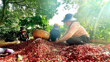 Giá cà phê ngày 25/11: Nội địa giảm nhiệt, hai sàn quốc tế trái chiều