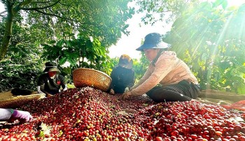 Giá cà phê ngày 25/11: Nội địa giảm nhiệt, hai sàn quốc tế trái chiều