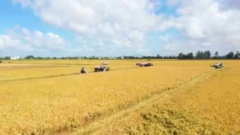 Gạo Việt phát thải thấp: Làm sao đo chuẩn, chứng nhận đúng?