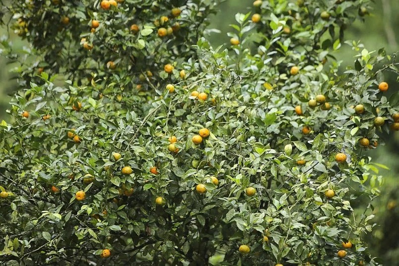 Từ thứ quả bé xíu đến mô hình làm giàu bền vững miền núi