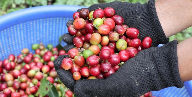 Nông dân Lâm Đồng trồng loại cà phê gì mà bán tới 300.000 đồng/kg, đạt chuẩn OCOP 3 sao?