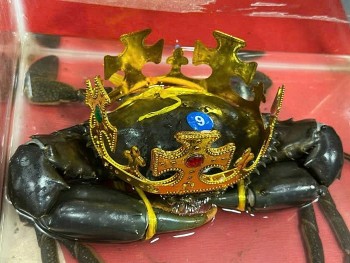 Loại cua vừa đăng quang "vua cua" Cà Mau đắt đỏ cỡ nào?
