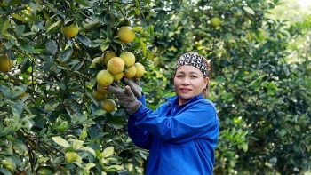 Trồng cam hữu cơ, hướng phát triển bền vững của nông dân Hà Tĩnh