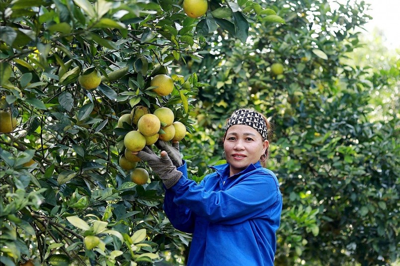Trồng cam hữu cơ, hướng phát triển bền vững của nông dân Hà Tĩnh