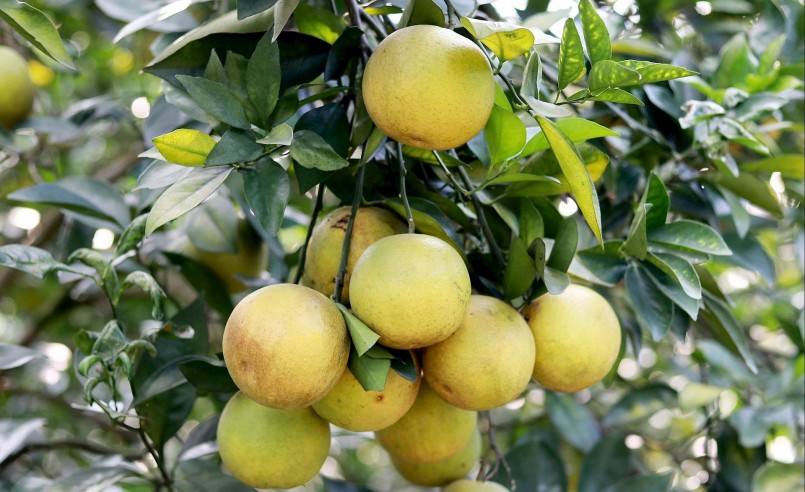 Trồng cam hữu cơ, hướng phát triển bền vững của nông dân Hà Tĩnh