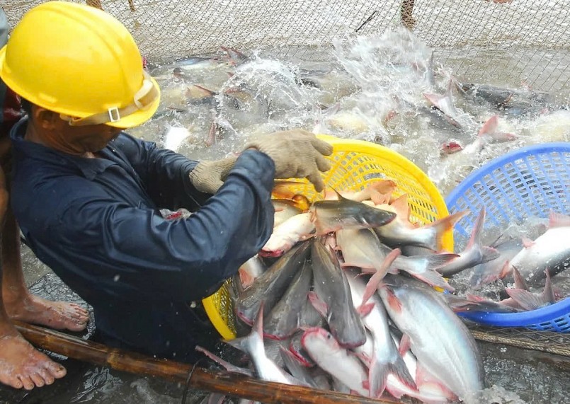 EU thiếu hụt cá thịt trắng: Cơ hội "vàng" cho cá tra Việt Nam EU thiếu hụt cá thịt trắng: Cơ hội "vàng" cho cá tra Việt Nam