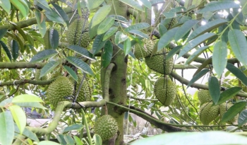 Đồng Tháp chuẩn hóa "tấm hộ chiếu" vùng trồng: Chiến lược nâng tầm thương hiệu sầu riêng tỷ đô