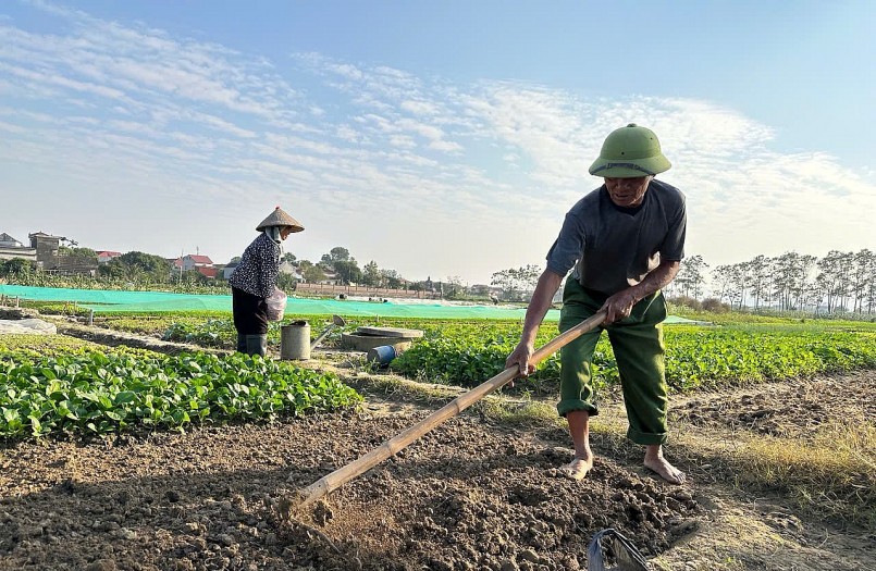 Giá rau xanh tăng cao, vợ chồng bà Lan, ông Hà (Tổ dân phố Trà Tu 1, phường Yên Thắng) tích cực làm đất trồng gối vụ thêm các lứa rau mới.