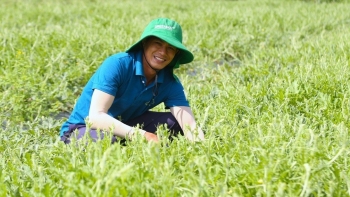 Chỉ trồng dưa lạ, không cần chiêu trò: Chàng trai Nghệ An "chốt đơn mỏi tay" nhờ bí quyết gì?
