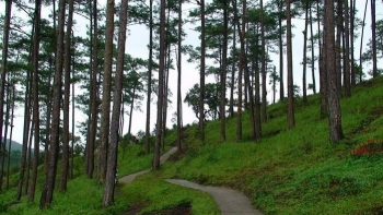 Hiện đại hóa ngành lâm nghiệp, hướng tới thị trường tín chỉ carbon