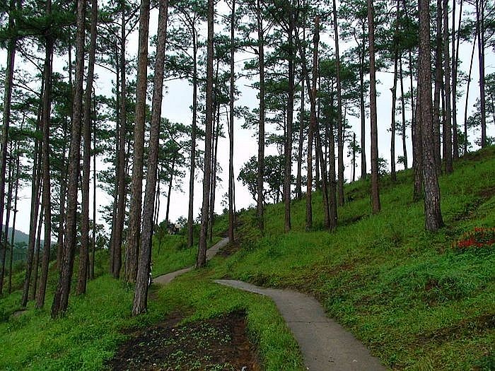 gành lâm nghiệp Đà Nẵng đặt trọng tâm vào việc nâng cao năng lực quản trị rừng hiện đại và thích ứng với biến đổi khí hậu. gành lâm nghiệp Đà Nẵng đặt trọng tâm vào việc nâng cao năng lực quản trị rừng hiện đại và thích ứng với biến đổi khí hậu.