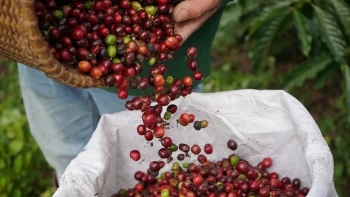 Giá cà phê hôm nay 2/12: áp lực thu hoạch kéo giá giảm sâu trên diện rộng