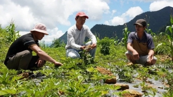 Sâm Ngọc Linh: đánh thức "kho vàng xanh" giữa đại ngàn