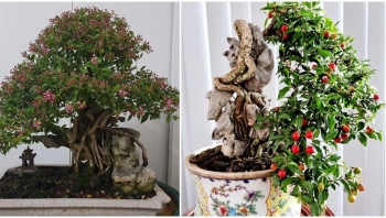Bất ngờ với bonsai cây ăn quả: Có “siêu phẩm” được hét giá 7 tỷ đồng