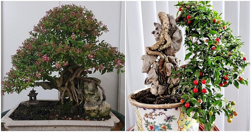Bất ngờ với bonsai cây ăn quả: Có “siêu phẩm” được hét giá 7 tỷ đồng Bất ngờ với bonsai cây ăn quả: Có “siêu phẩm” được hét giá 7 tỷ đồng