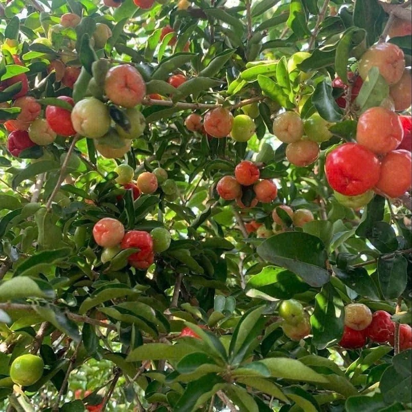 Bất ngờ với bonsai cây ăn quả: Có “siêu phẩm” được hét giá 7 tỷ đồng Bất ngờ với bonsai cây ăn quả: Có “siêu phẩm” được hét giá 7 tỷ đồng