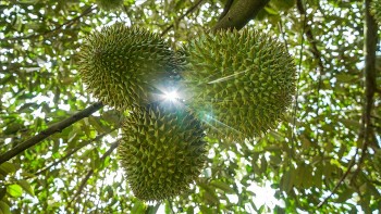 Sầu riêng vụ nghịch tại đồng bằng sông cửu long "sốt" giá, thương lái lùng mua sầu thái