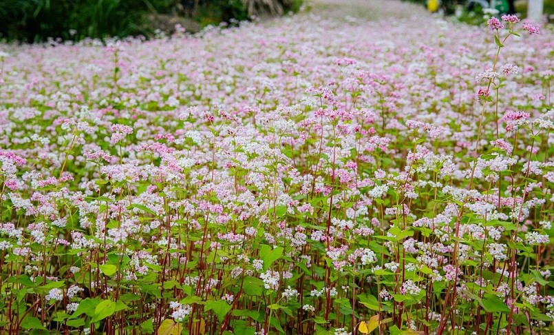 Món đặc sản Tuyên Quang chỉ 5.000 đồng khiến khách Tây mê mẩn