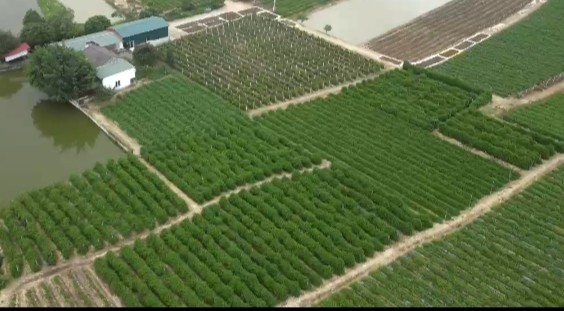 HTX Dược liệu Cao Cà Gai Leo Duy Anh: Hành trình gây dựng thương hiệu OCOP từ vùng đất Đông Sơn