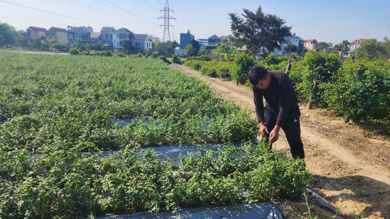 HTX Dược liệu Cao Cà Gai Leo Duy Anh: Hành trình gây dựng thương hiệu OCOP từ vùng đất Đông Sơn