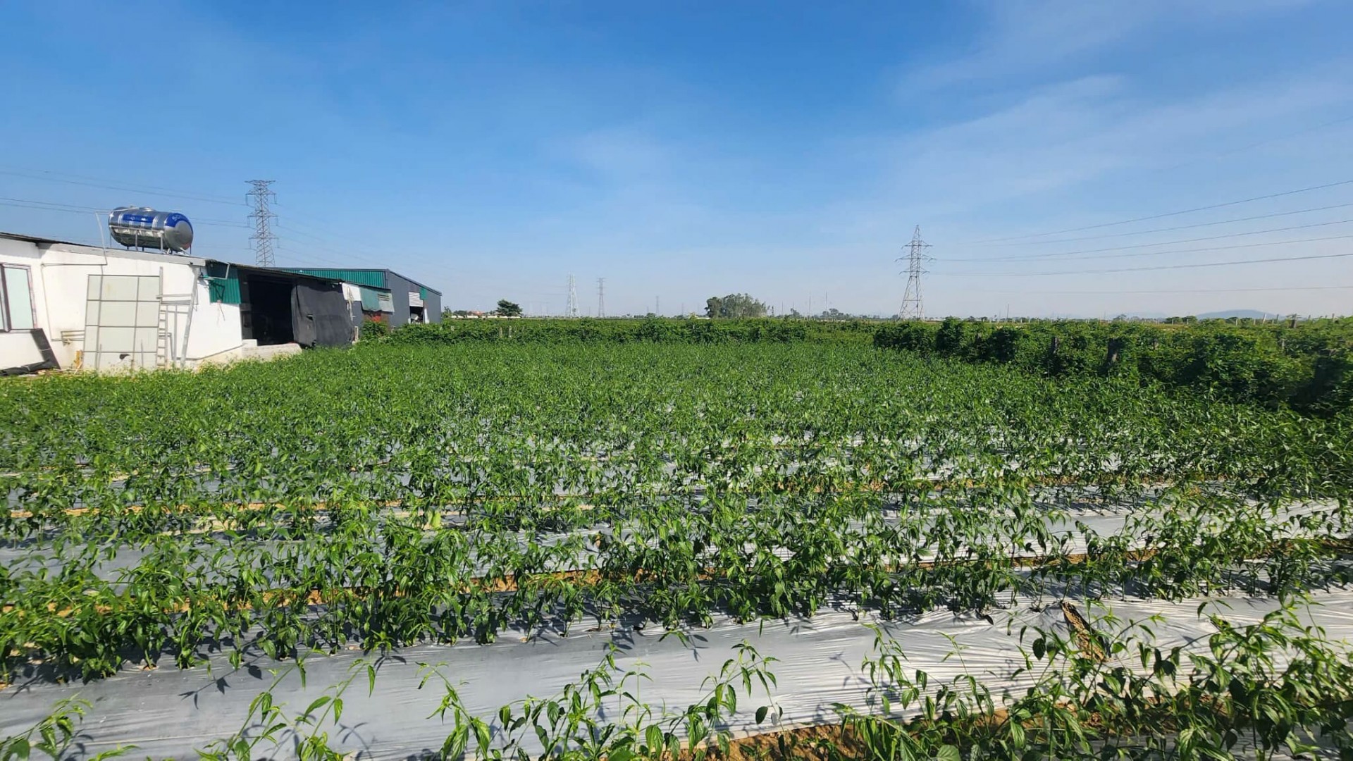 HTX Dược liệu Cao Cà Gai Leo Duy Anh: Hành trình gây dựng thương hiệu OCOP từ vùng đất Đông Sơn