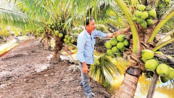 Vĩnh Long biến dừa thành ngành kinh tế chủ lực, chinh phục thị trường tỷ đô