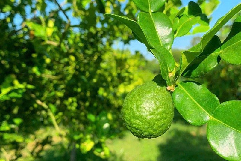 Khởi nghiệp từ lá chúc, chàng trai miền Tây thu nhập 20 triệu/tháng