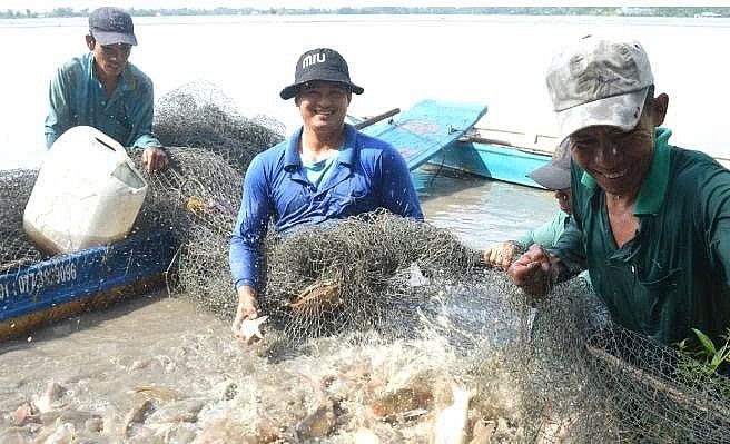 Nuôi cá đăng quầng mang lại thu nhập cao cho người nông dân. 