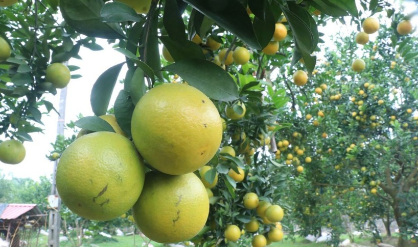 Cam đồng tiền có giá khá cao từ 90.000 - 100.000/kg. Ảnh TTXVN Cam đồng tiền có giá khá cao từ 90.000 - 100.000/kg. Ảnh TTXVN