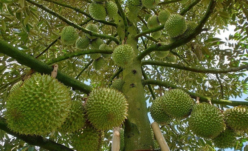 Nhiều doanh nhân bị bắt vì mua bán mã vùng sầu riêng: Bộ Nông nghiệp và Môi trường nói gì?