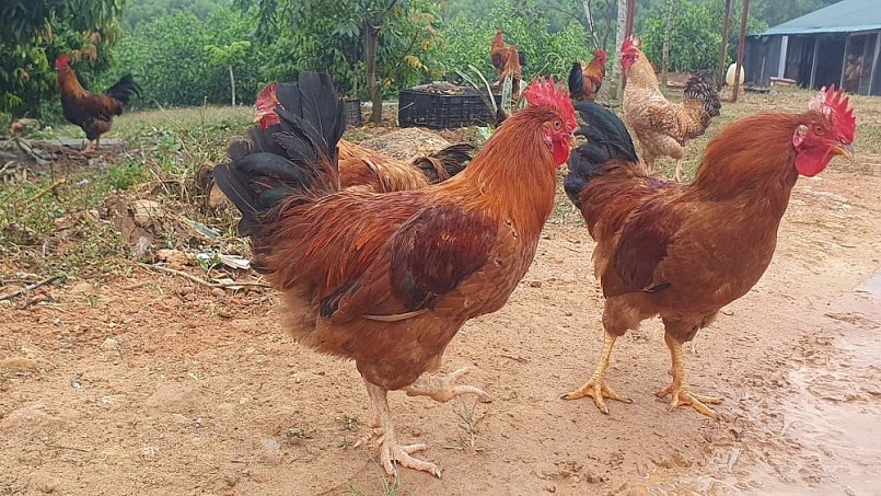 Từ kỹ sư phố thị thành nông dân: Bí quyết 9X "hồi sinh" giống gà 6 ngón Nà Vàng Từ kỹ sư phố thị thành nông dân: Bí quyết 9X "hồi sinh" giống gà 6 ngón Nà Vàng