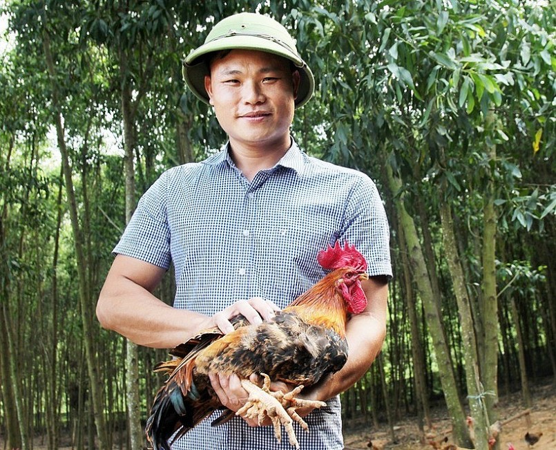 Từ kỹ sư phố thị thành nông dân: Bí quyết 9X "hồi sinh" giống gà 6 ngón Nà Vàng Từ kỹ sư phố thị thành nông dân: Bí quyết 9X "hồi sinh" giống gà 6 ngón Nà Vàng