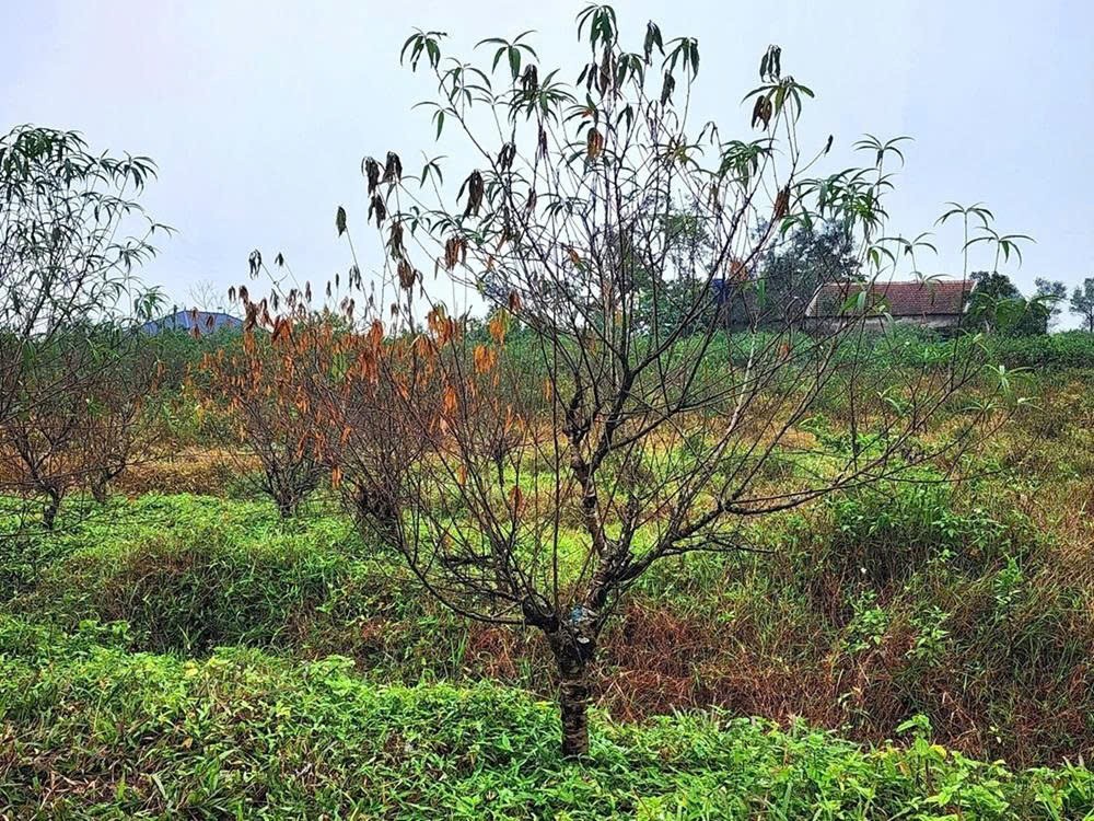Bão và mưa lũ đã làm nhiều cây đào héo úa, chết dần ở xã Toàn Lưu Bão và mưa lũ đã làm nhiều cây đào héo úa, chết dần ở xã Toàn Lưu