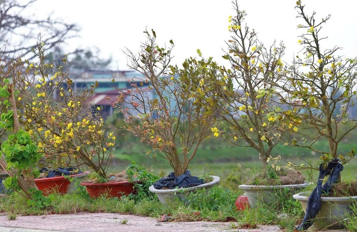 tại nhiều vườn mai ở Gia Lai, hàng loạt cây mai bất ngờ bung nở dù còn hơn hai tháng nữa mới đến Tết. tại nhiều vườn mai ở Gia Lai, hàng loạt cây mai bất ngờ bung nở dù còn hơn hai tháng nữa mới đến Tết.