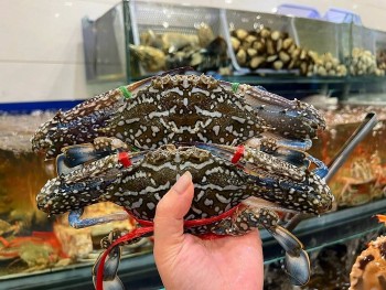 Ghẹ Việt Nam hóa "Vàng" ở thị trường cao cấp, mang về thành quả 71 triệu USD đầy ấn tượng