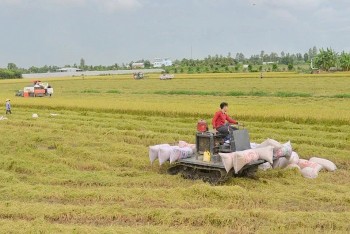 Bản đồ xuất khẩu gạo đang thay đổi: Việt Nam thích ứng ra sao?