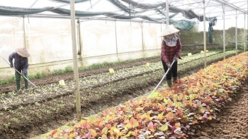 Từ VietGAP đến nông nghiệp xanh: Đà Nẵng 'vẽ bức tranh' chất lượng cho nông sản