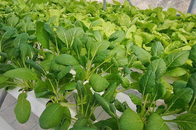 Trồng rau thuỷ canh cho năng suất và chất lượng cao hơn rau truyền thống, đảm bảo vệ sinh an toàn thực phẩm. Ảnh: T.N.